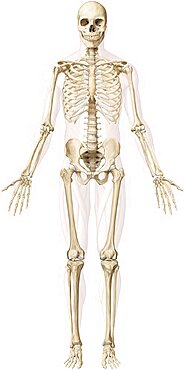 Human skeleton