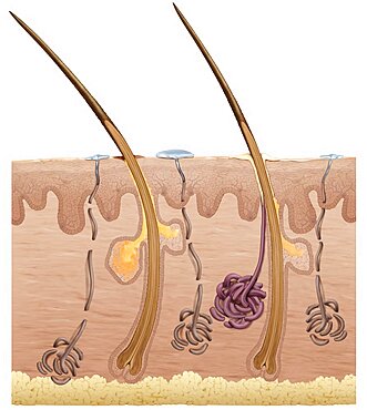 Cross section of the skin