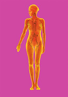 Lymphatic System, Illustration