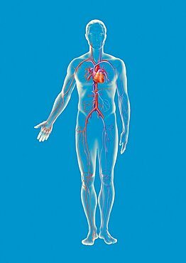 Blood Circulation, Illustration