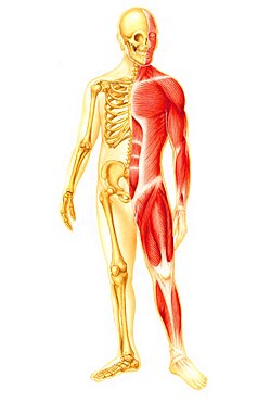 Skeleton And Muscular System