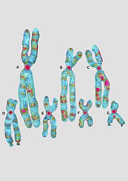 Chromosome