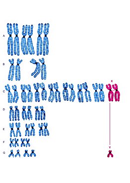 Karyotype