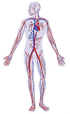 Blood Circulation, Illustration