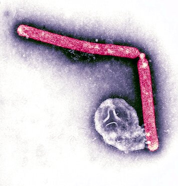 Avian Influenza Virus