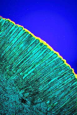 Histology Of The Intestine