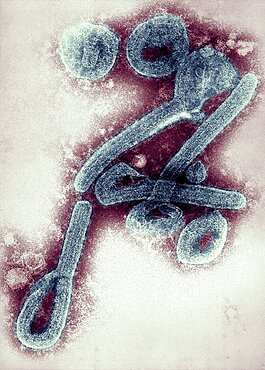 Marburg Virus