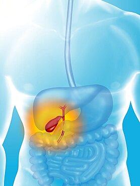 Gallbladder, Illustration