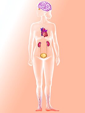 Diabetes, Illustration