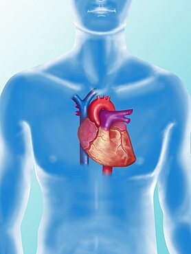 Anatomy of Heart, Illustration