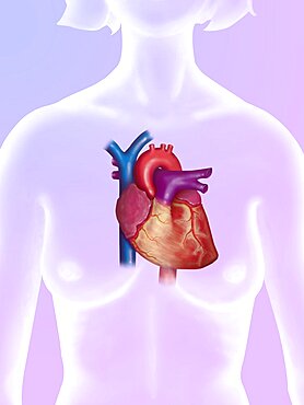 Anatomy of Heart, Illustration