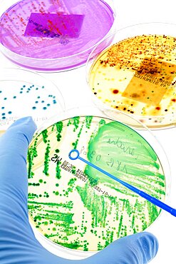 Bacteriology