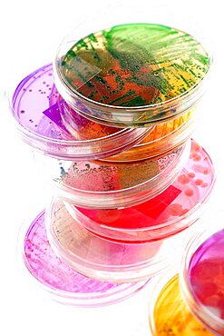 Stack Of Petri Dish