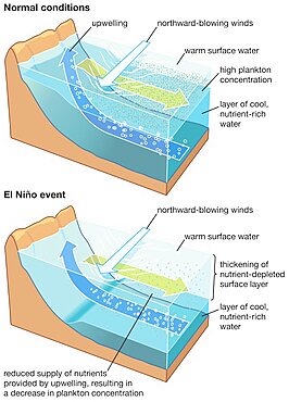 In an El Nino event, the upper water layer thickens and upwelled water contains fewer nutrients, lowering marine productivity.