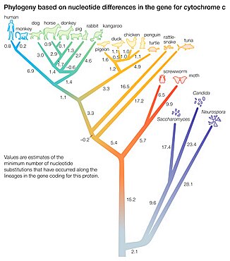 Phylogeny based on differences in the protein sequence of cytochrome c in organisms ranging from Neurospora mold to humans.