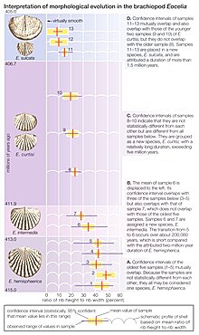 The evolution of the brachiopod Eocelia. The horizontal bars indicate the observed range of rib strength among fossilized finds.