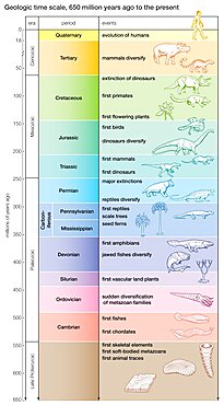 A geologic time scale shows major evolutionary events from 650 million years ago to the present.