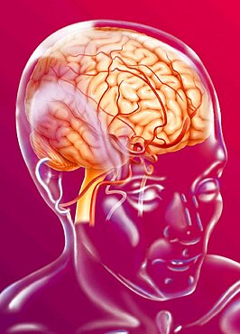 Superficial cerebral vascularization.