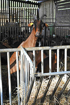 Former high-level sportsman Xavier Philippe has converted to goat farming and the manufacture and sale of fresh cheese, tomme cheese, cottage cheese, cheese, yogurt, organic milk