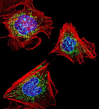 Cell Structure, FM