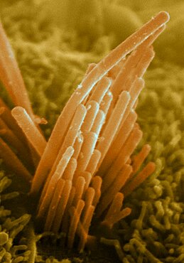 Ear Hair from Mouse ES Cells, SEM