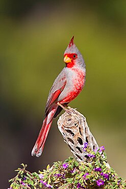 Pyrrhuloxia male