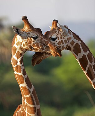 Reticulated Giraffe