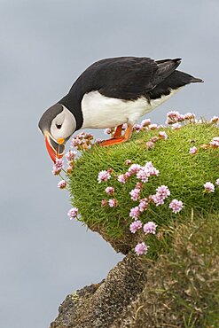 Atlantic Puffin