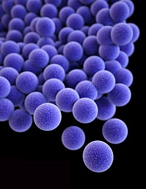 VRSA, Vancomycin-Resistant Staphylococcus aureus