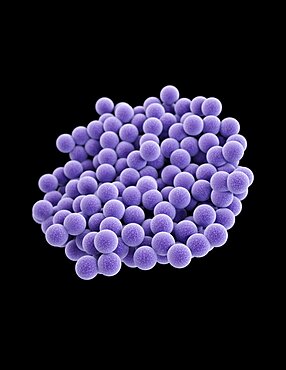 MRSA, Staphylococcus aureus Bacteria