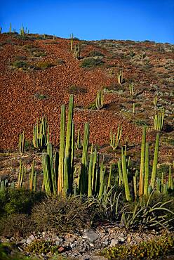 Mexican giant cardon cactus (Pachycereus pringlei) on Isla San Esteban, Baja California, Mexico.