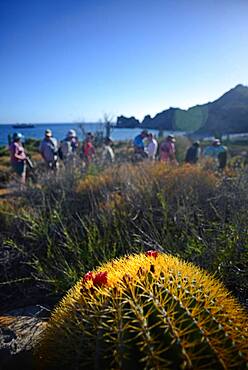 Endemic giant barrel cactus (Ferocactus diguetii), Isla Santa Catalina, Gulf of California (Sea of Cortez), Baja California Sur, Mexico, North America