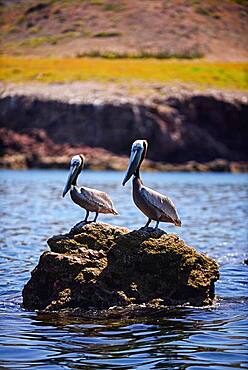 Brown pelicans (Pelecanus occidentalis) in Sea of Cortez, Baja California Sur, Mexico.