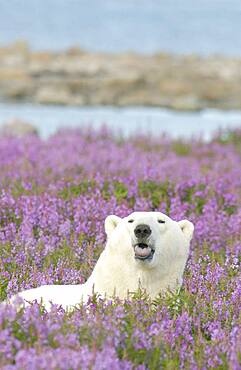 Polar Bear resting on coastal rocky island with tundra fireweed sticking out his tongue.