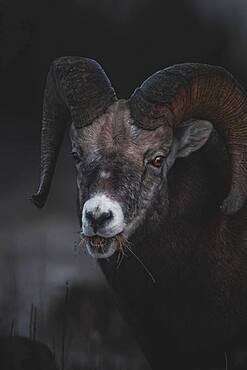 A Bighorn Ram (Ovis canadensis) eats a mouthful of dry grass, Yukon Territory, Canada