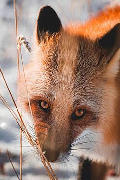 A red fox sniffs on some scentmarks along dead reeds, Yukon Territory