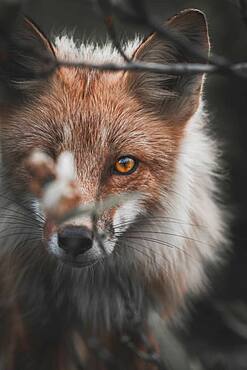 A red fox sneaks through the willows focused on his prey, Yukon Territory