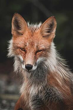 A female red fox looking at the camera, Yukon Territory, Canada