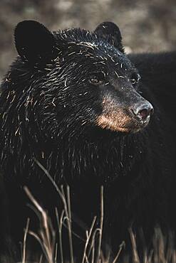 A Black bear (Ursus americanus) roams the dry grass before going into hibernation, Yukon Territory