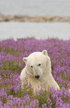 Polar Bear (ursus maritimus) relaxing in Fireweed (Epilobium angustifolium) on sub-arctic flower covered island at Hubbart Point, Hudson Bay, near Churchill, Manitoba, Northern Canada..