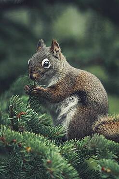 A red squirrel (Tamiasciurus hudsonicus) eats the fresh tips of a pine tree. Yukon Territory, Canada