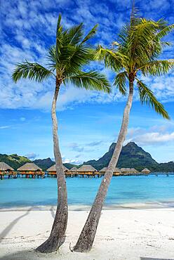 Palms in the beach at Le Bora Bora by Pearl Resorts luxury resort in motu Tevairoa island, a little islet in the lagoon of Bora Bora, Society Islands, French Polynesia, South Pacific.