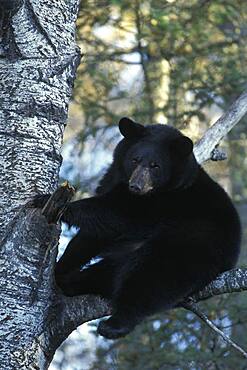 American Black Bear ( Ursus americanus ) fat for winter in aspen black poplar tree Eli Minnesota USA