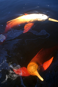 Pink river dolphin or boto, Inia geoffrensis, Negro River, Amazonas, Brazil