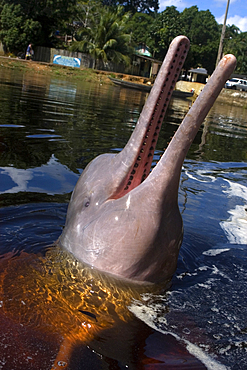 Pink river dolphin or boto, Inia geoffrensis, Negro River, Amazonas, Brazil