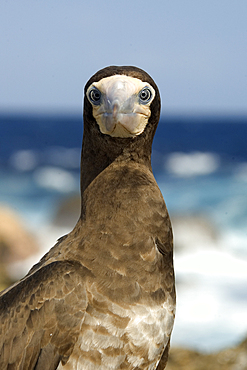 Brown booby, Sula leucogaster, St. Peter and St. Paul's rocks, Brazil, Atlantic Ocean