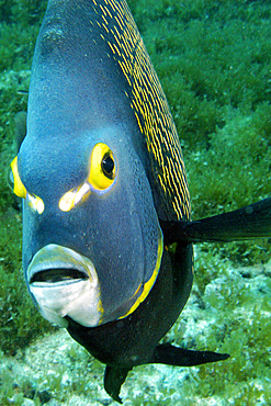 French angelfish, Pomacanthus paru, Ilha rata, Fernando de Noronha national marine sanctuary, Pernambuco, Brazil (S. Atlantic)