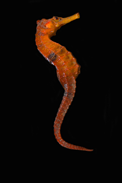 Longsnout seahorse, Hippocampus reidi, Guriu river, Jericoacoara, Cear·, Brazil