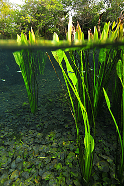 Split image of the lush vegetation above and bellow water, Sucuri river, Bonito, Mato Grosso do Sul, Brazil