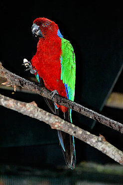 Red-breasted musk-parrot, Prosopeia tabuensis splendens, endemic to Fiji, on display at the Kula Eco Park, Viti Levu, Fiji, South Pacific